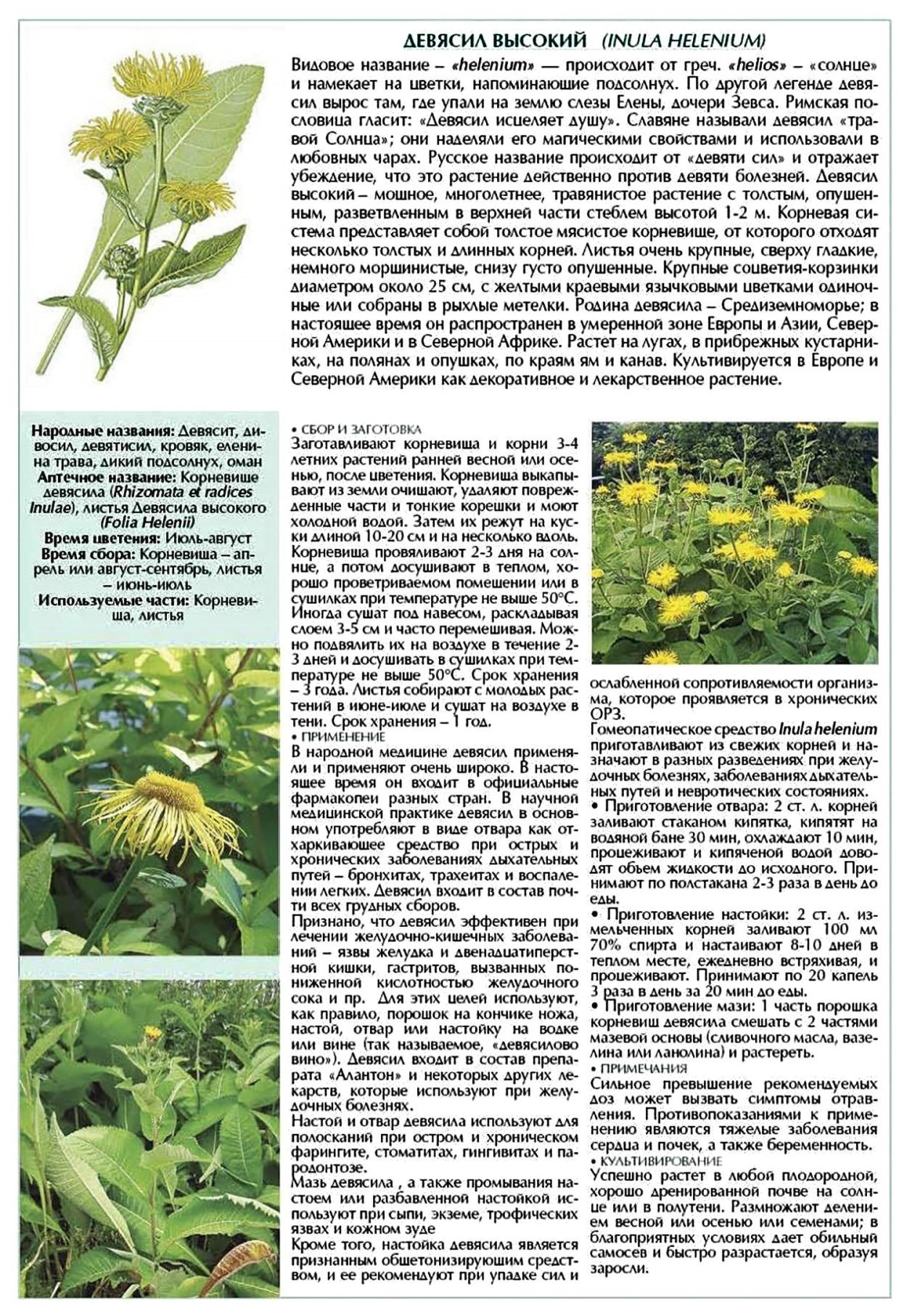 Девясил высокий фарм группа