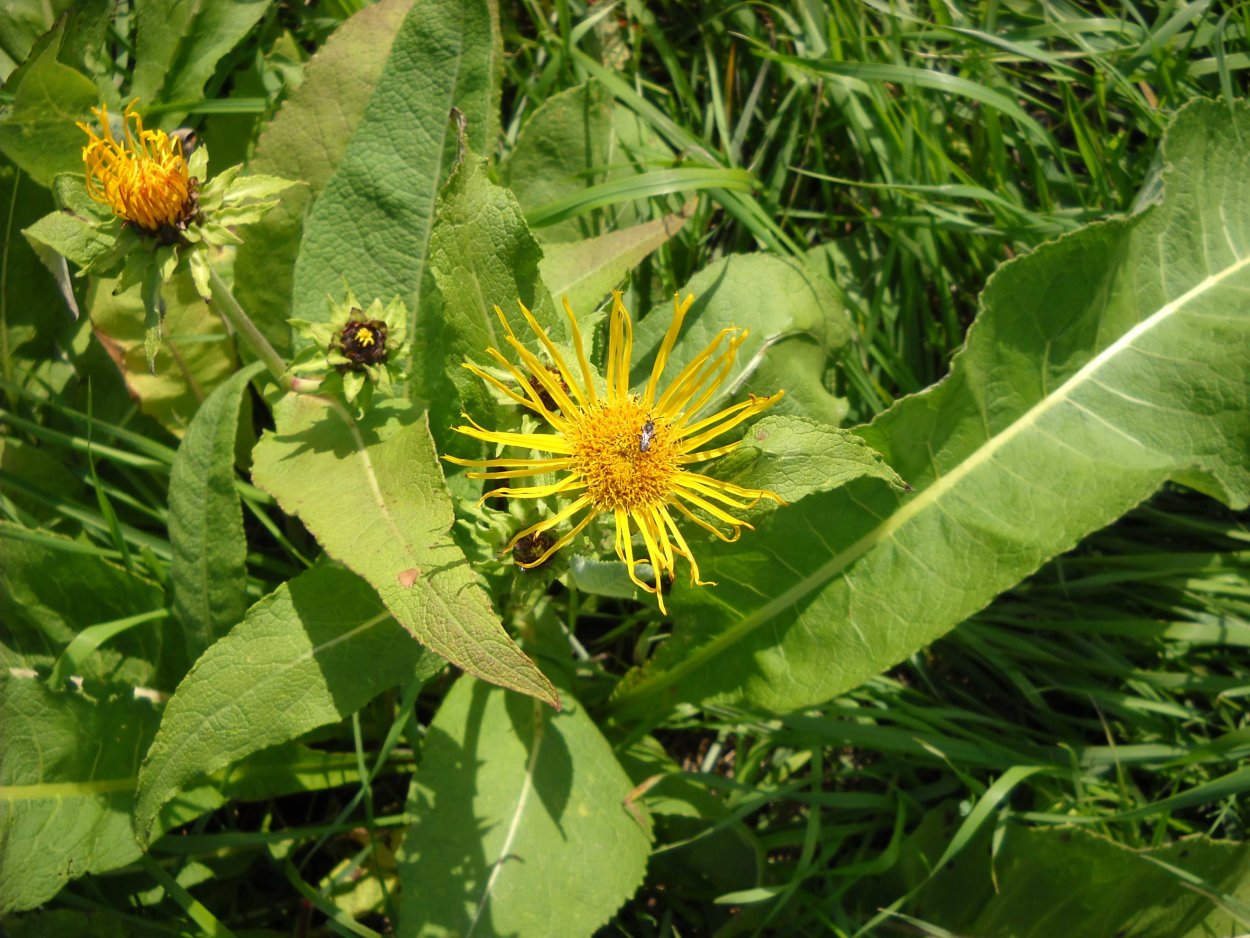 Девясил Голден Еллоу
