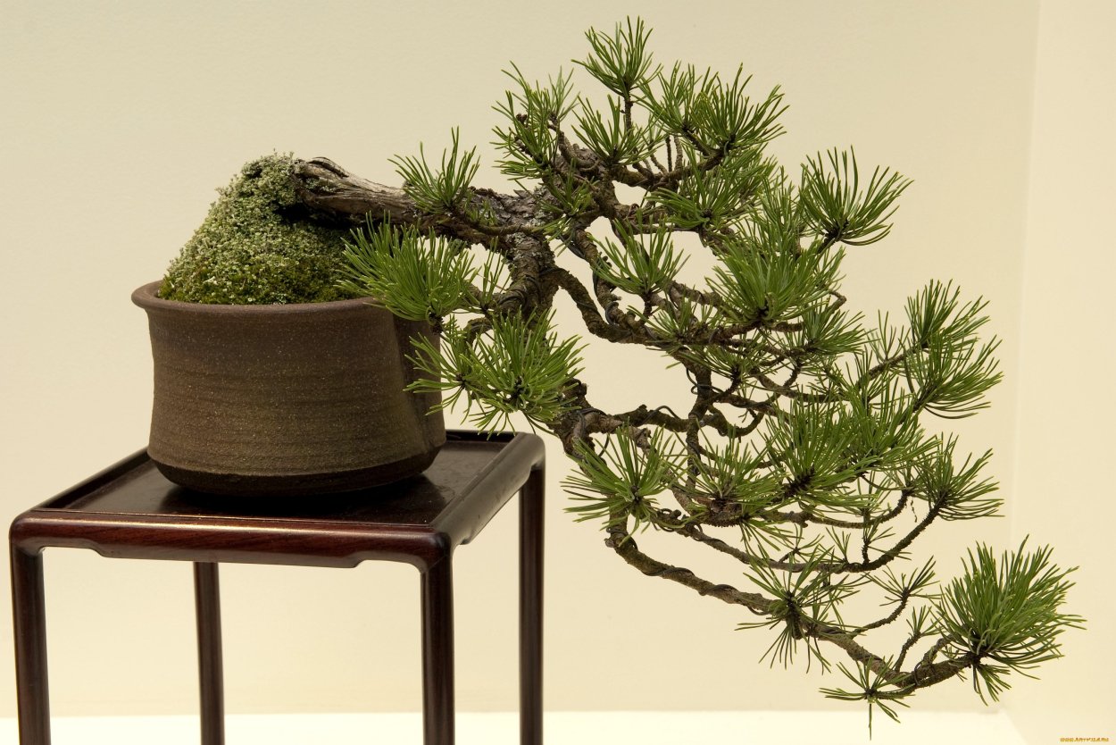 Карликовый бонсай хвойный