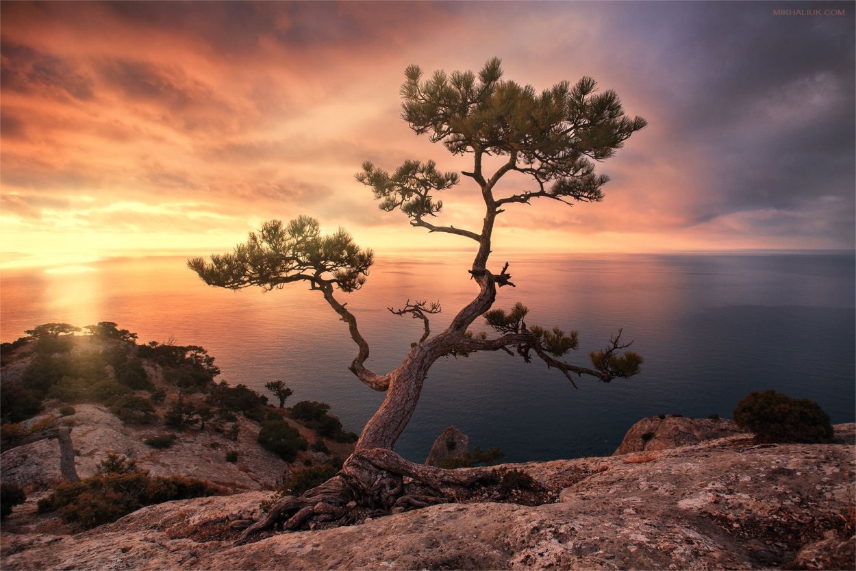 Сосны на скалах