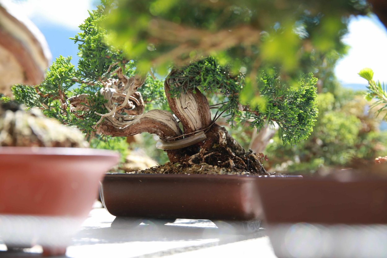 Бонсай Шохин