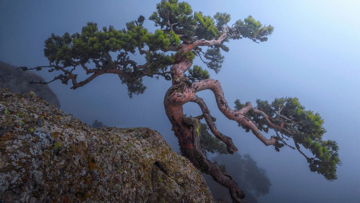 Сосны на Демерджи