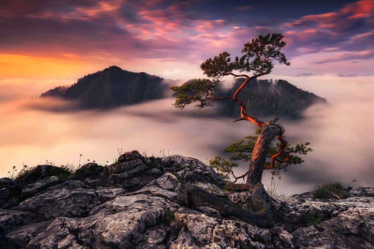 Дерево на горе