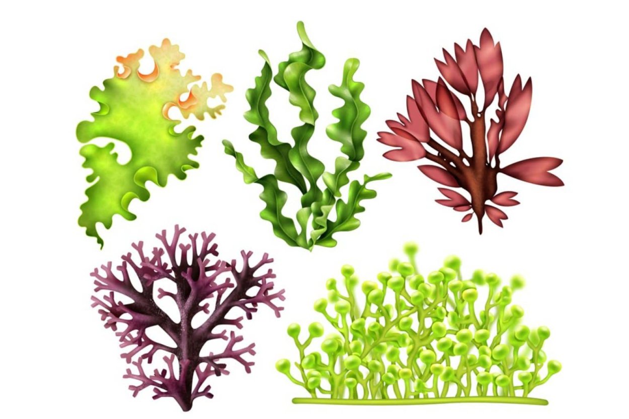 Водоросли коллаж