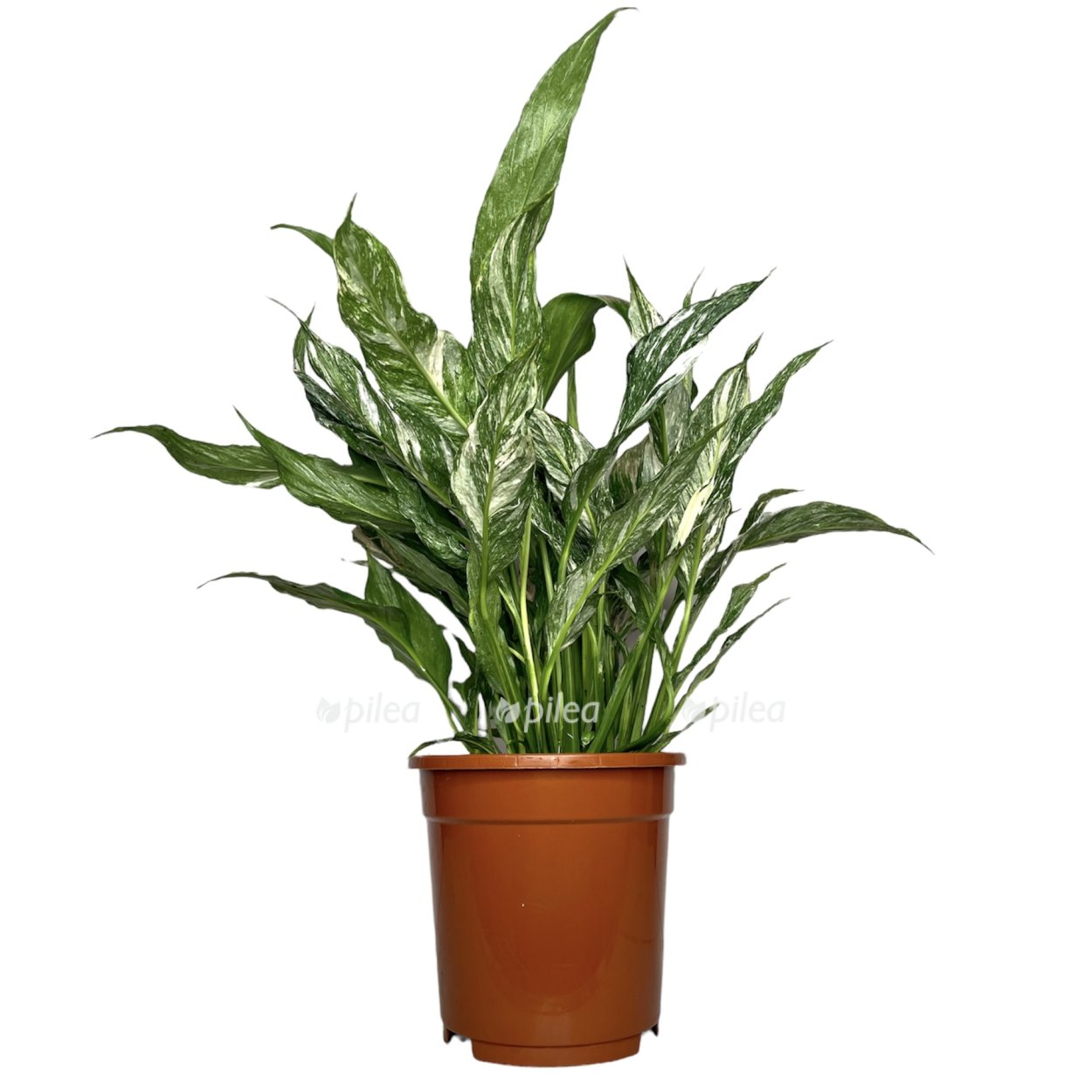 Спатифиллум Даймонд размер