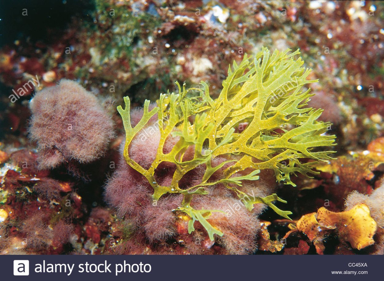 Водоросли макрофиты