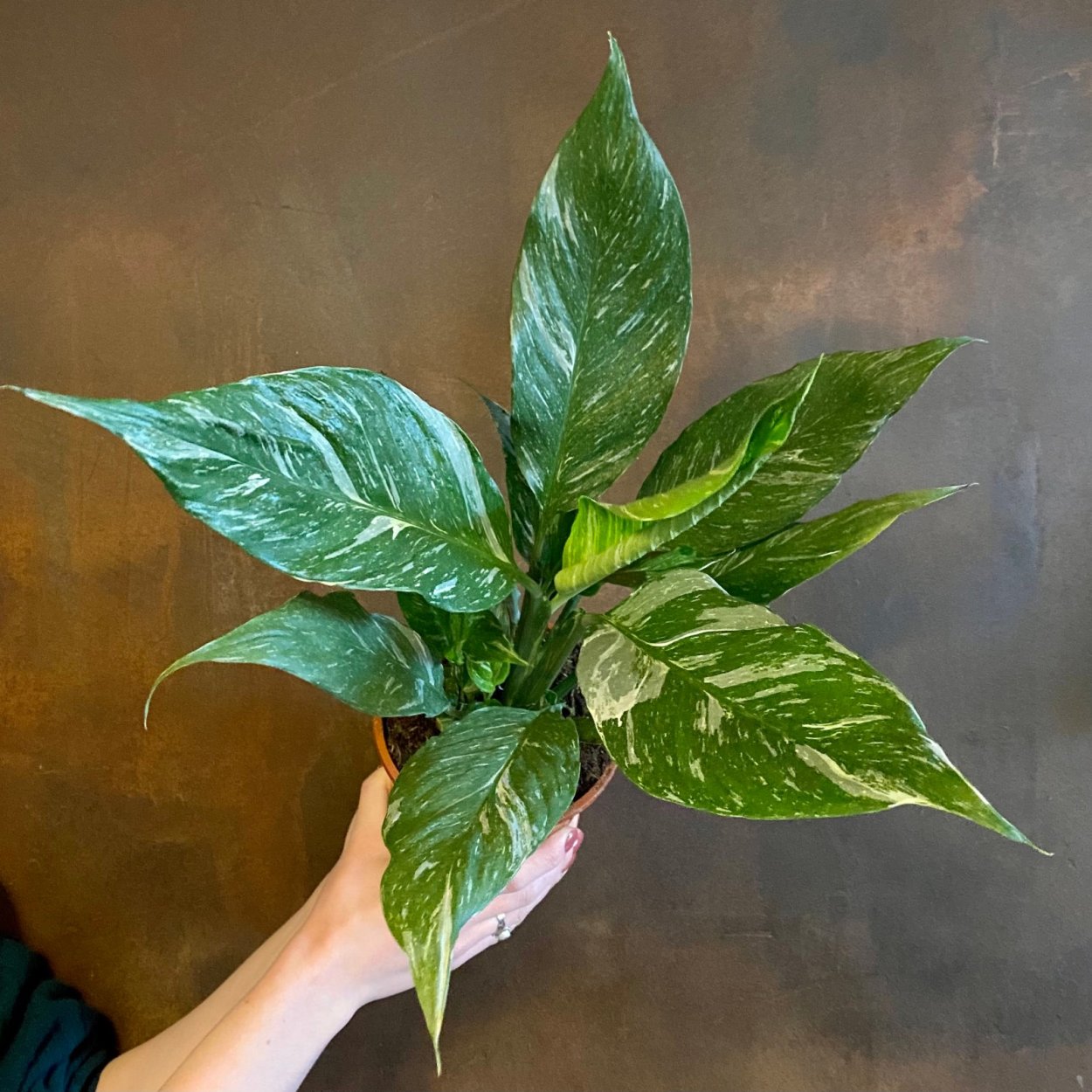 Спатифиллум Даймонд вариегатный