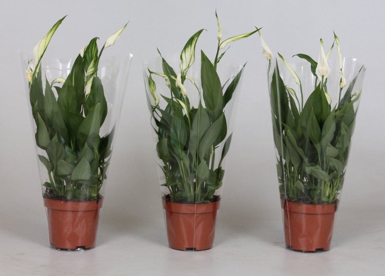 Спатифиллум Алана d12 h45