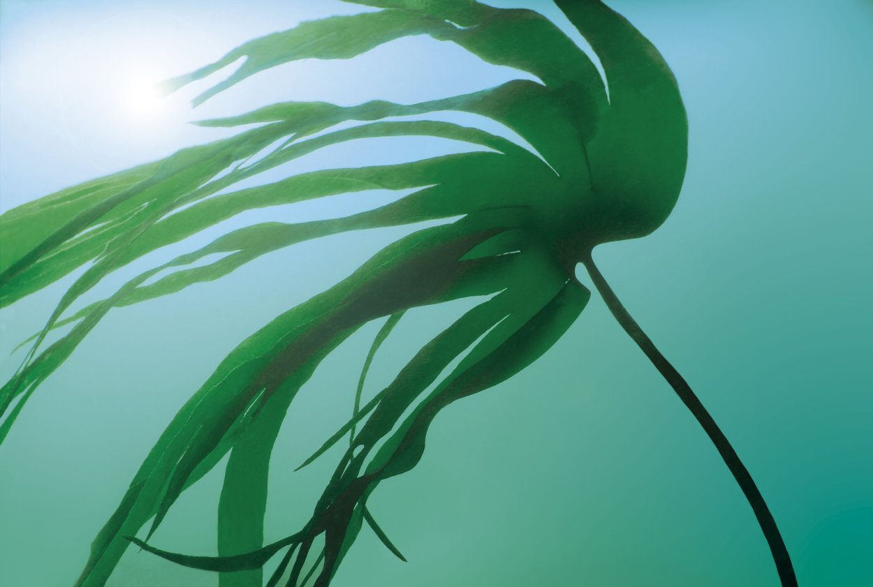 Ламинария дигитата