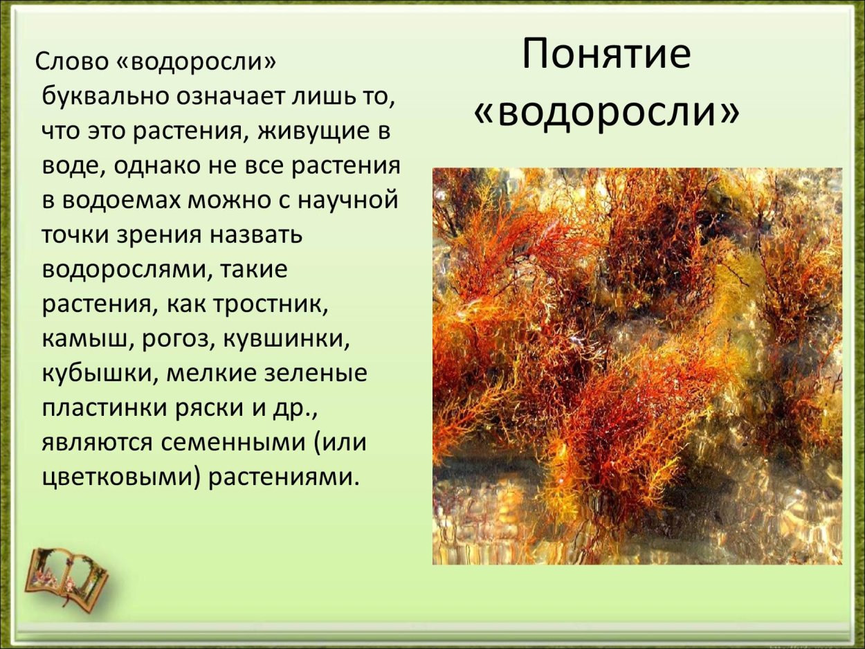Сообщение на тему водоросли