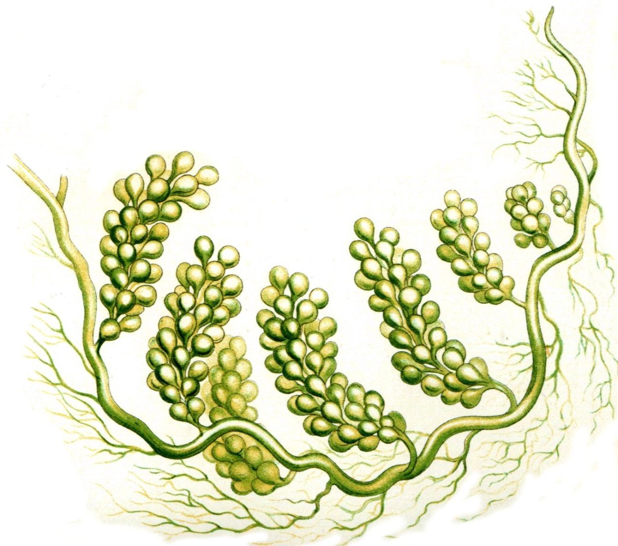 Caulerpa racemosa
