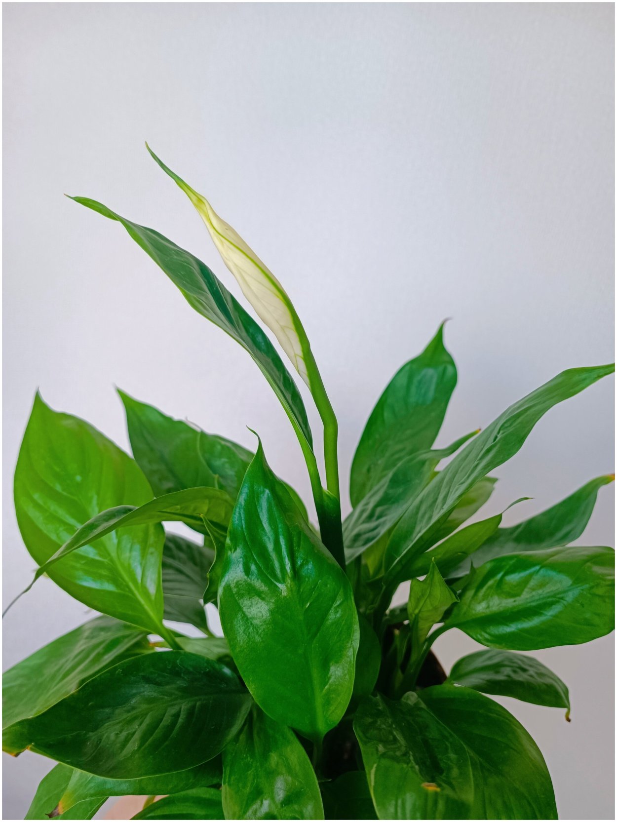 Спатифиллум Блэк Бьюти