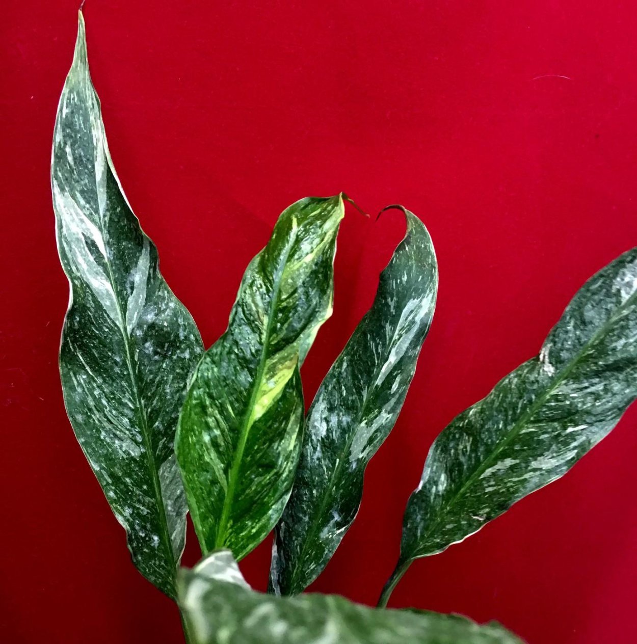 Спатифиллум Сильвер Рейн Дварф