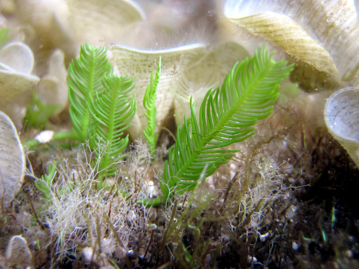 Каулерпа водоросль