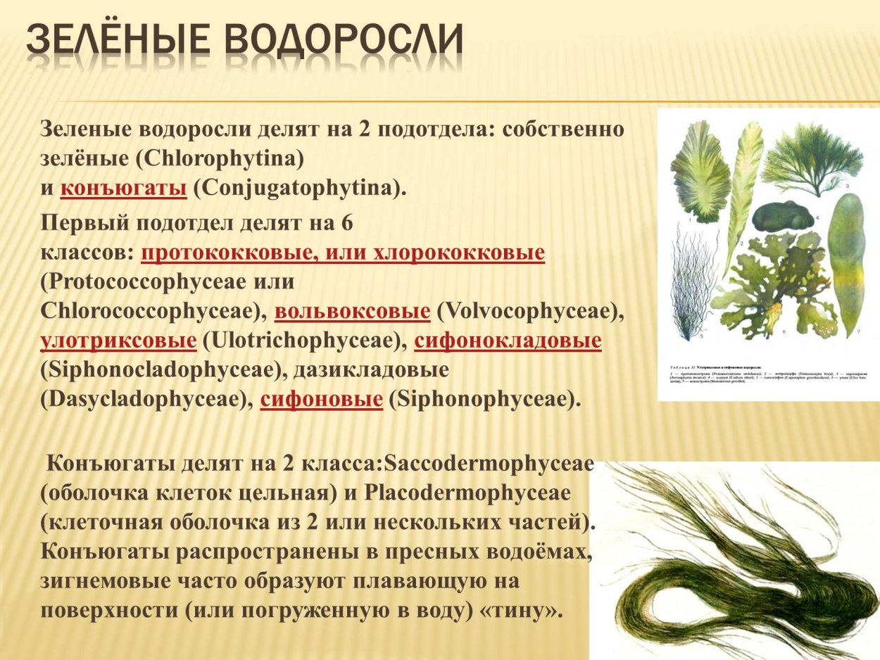 Представители земных водорослей