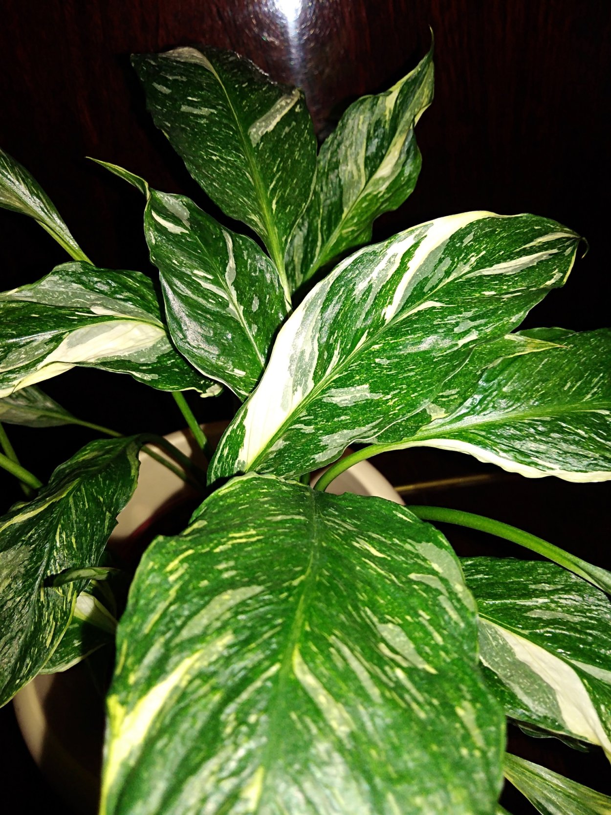 Спатифиллум вариегатный Домино