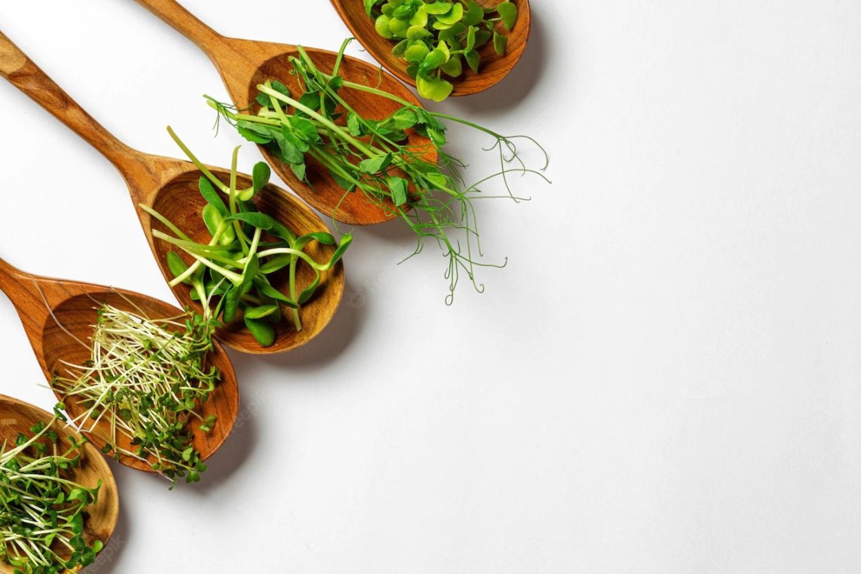 Микрозелень на салфетке