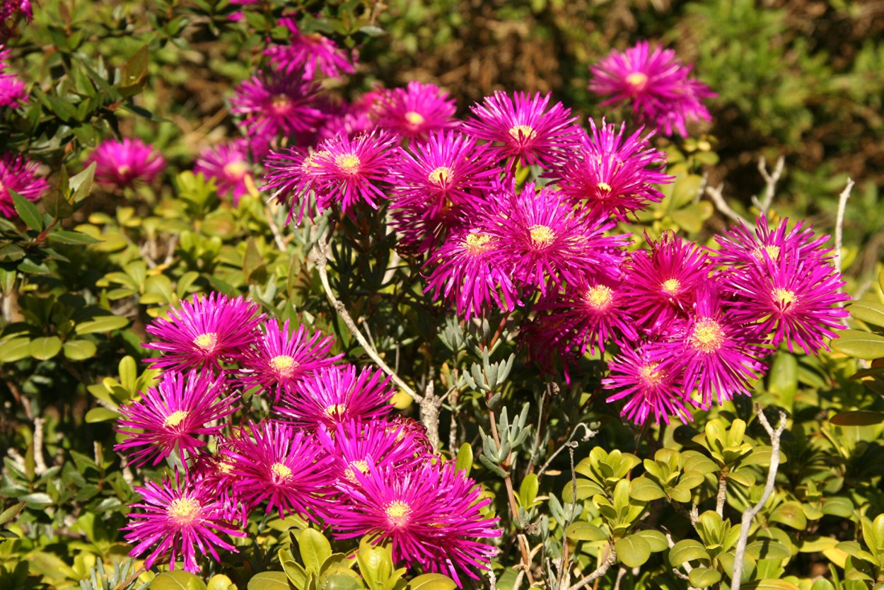 Drosanthemum speciosum