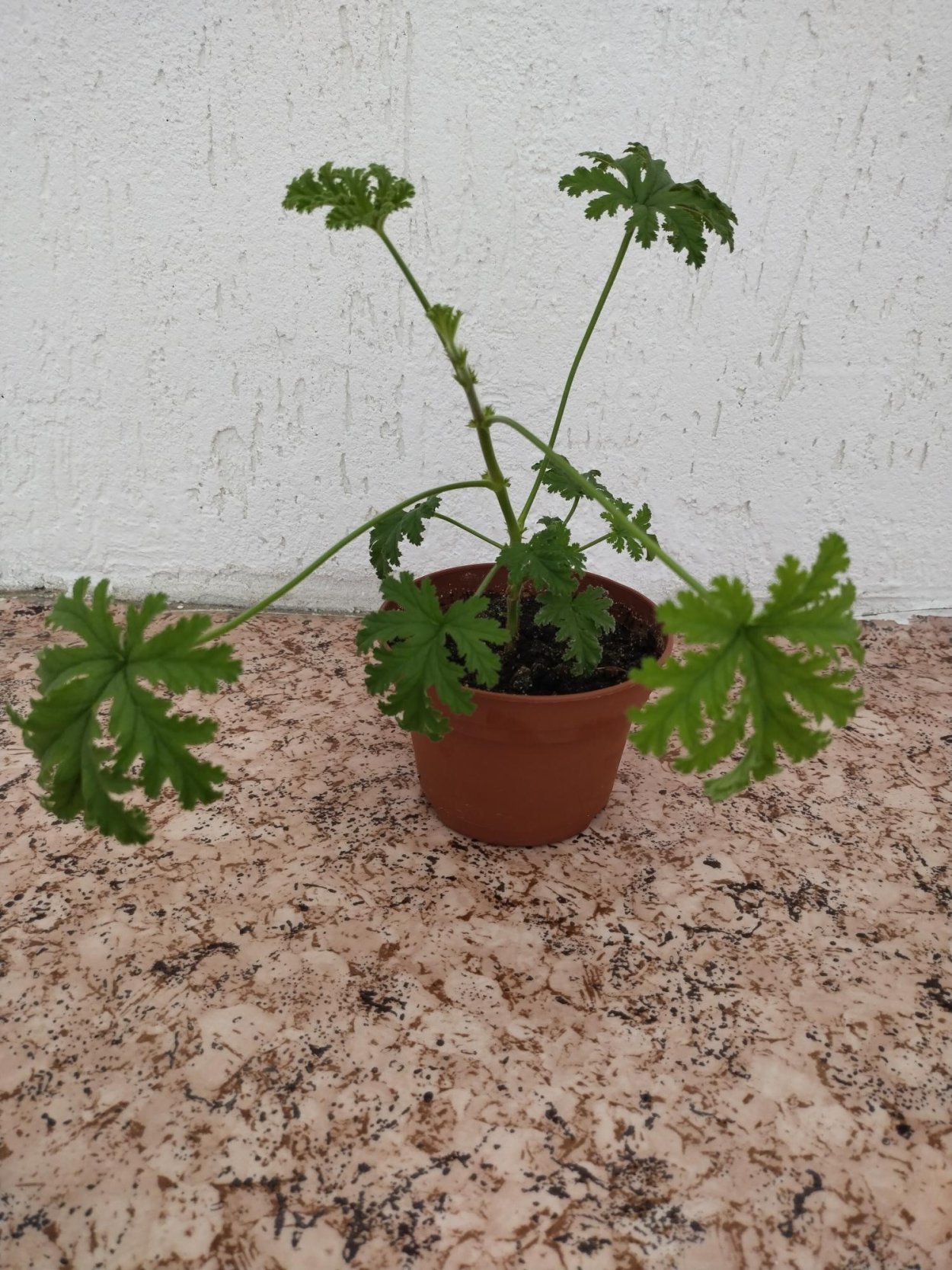 Отросток лимонной герани