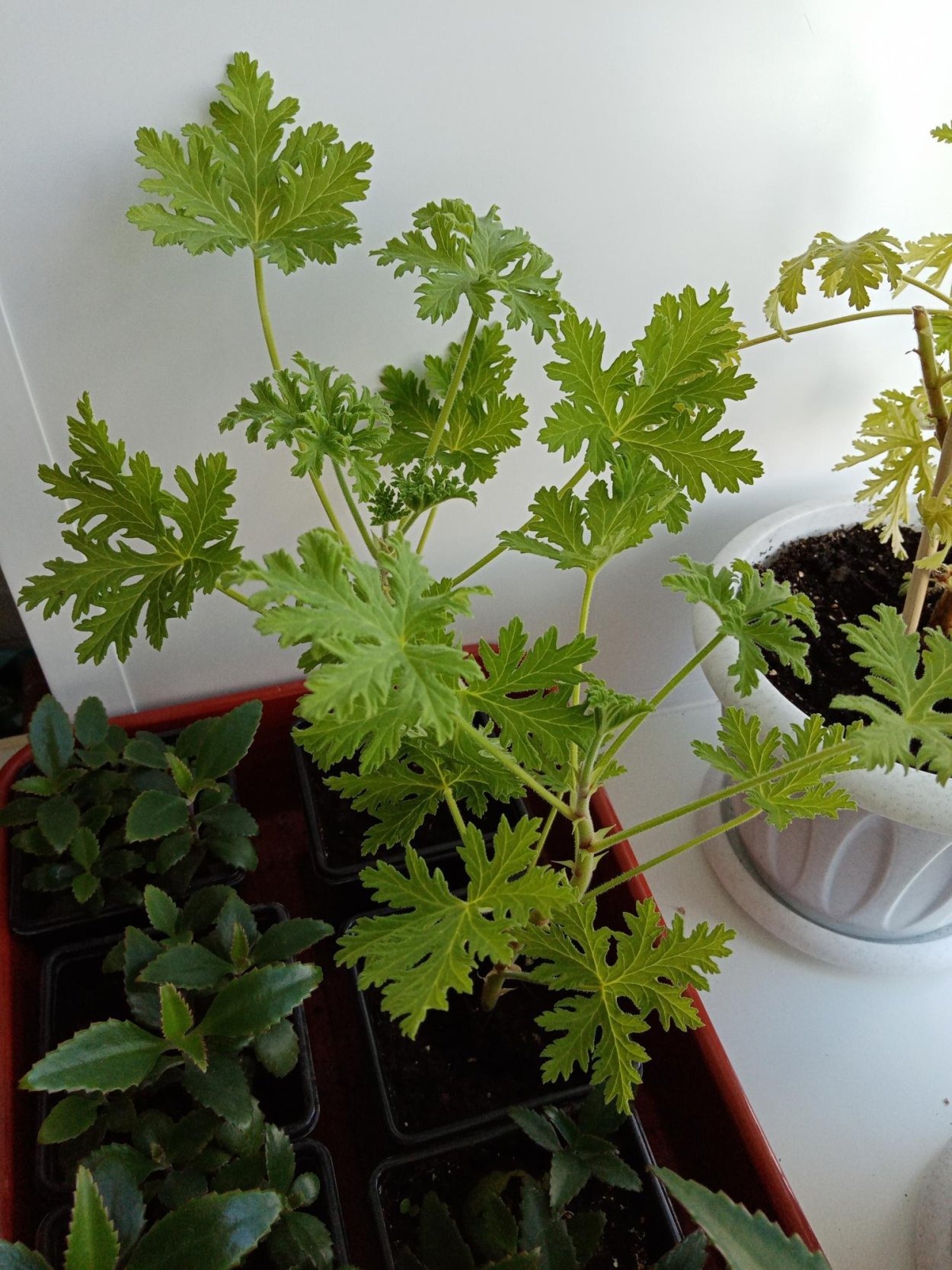 Пеларгония с ароматом лимона