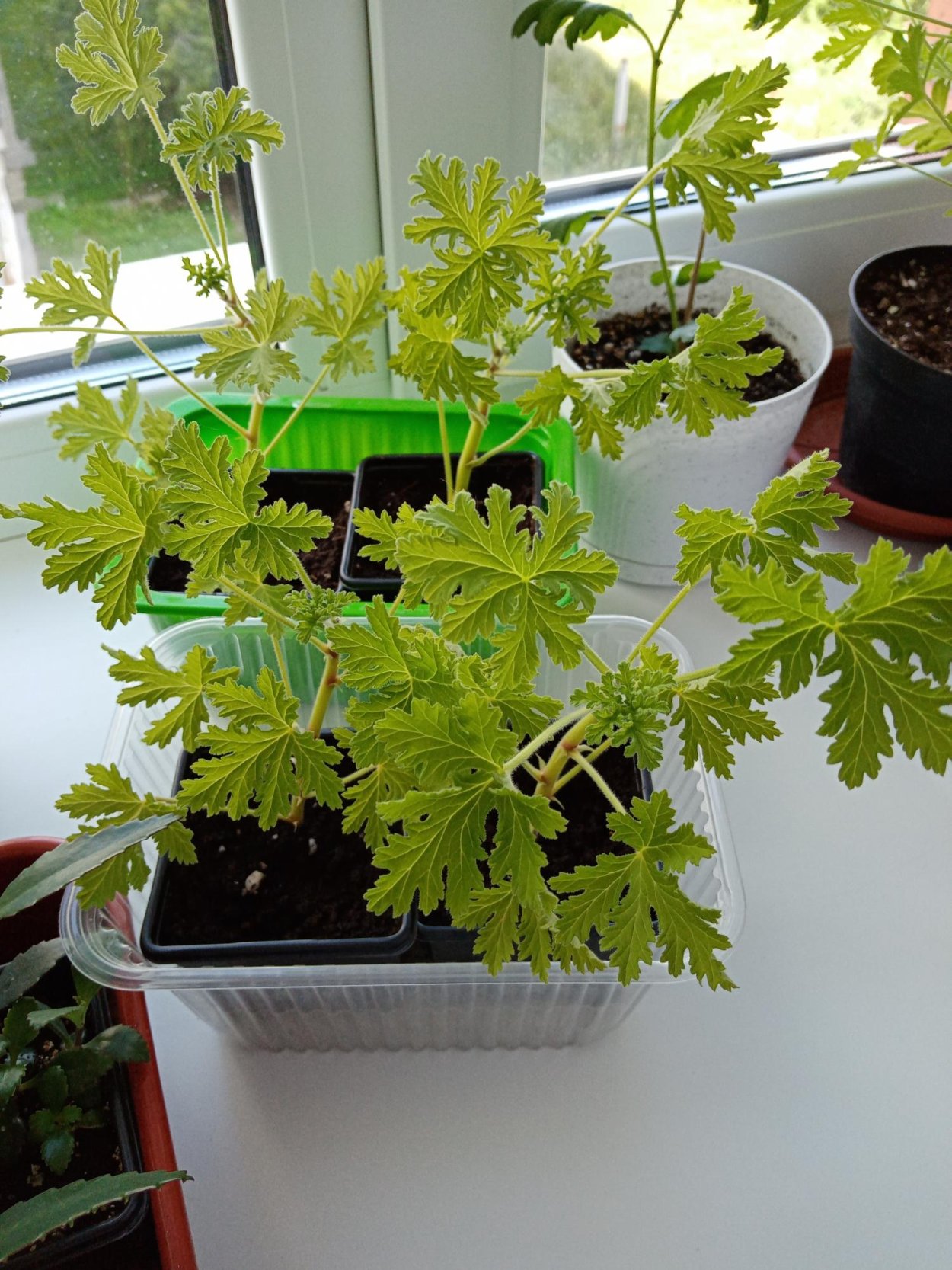 Герань душистая лимонная