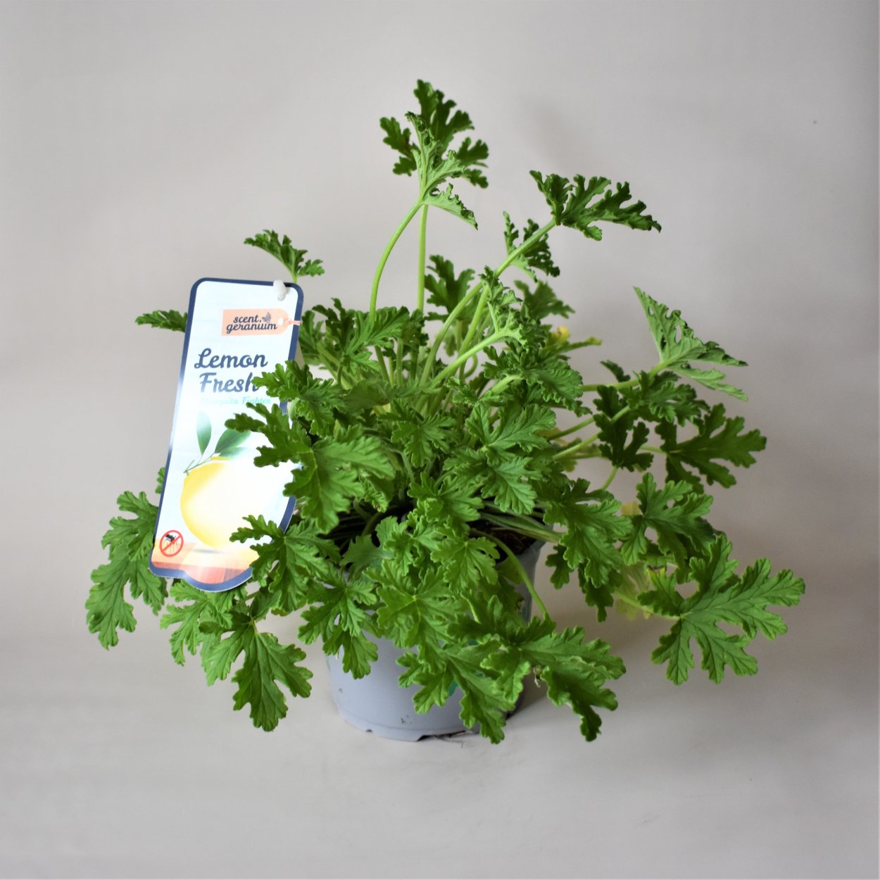 Герань лимонная