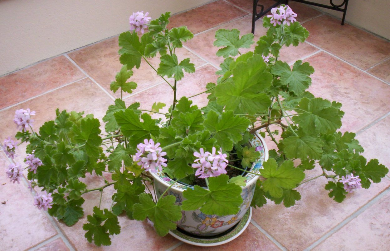 Пеларгония с лимонным запахом не цветет