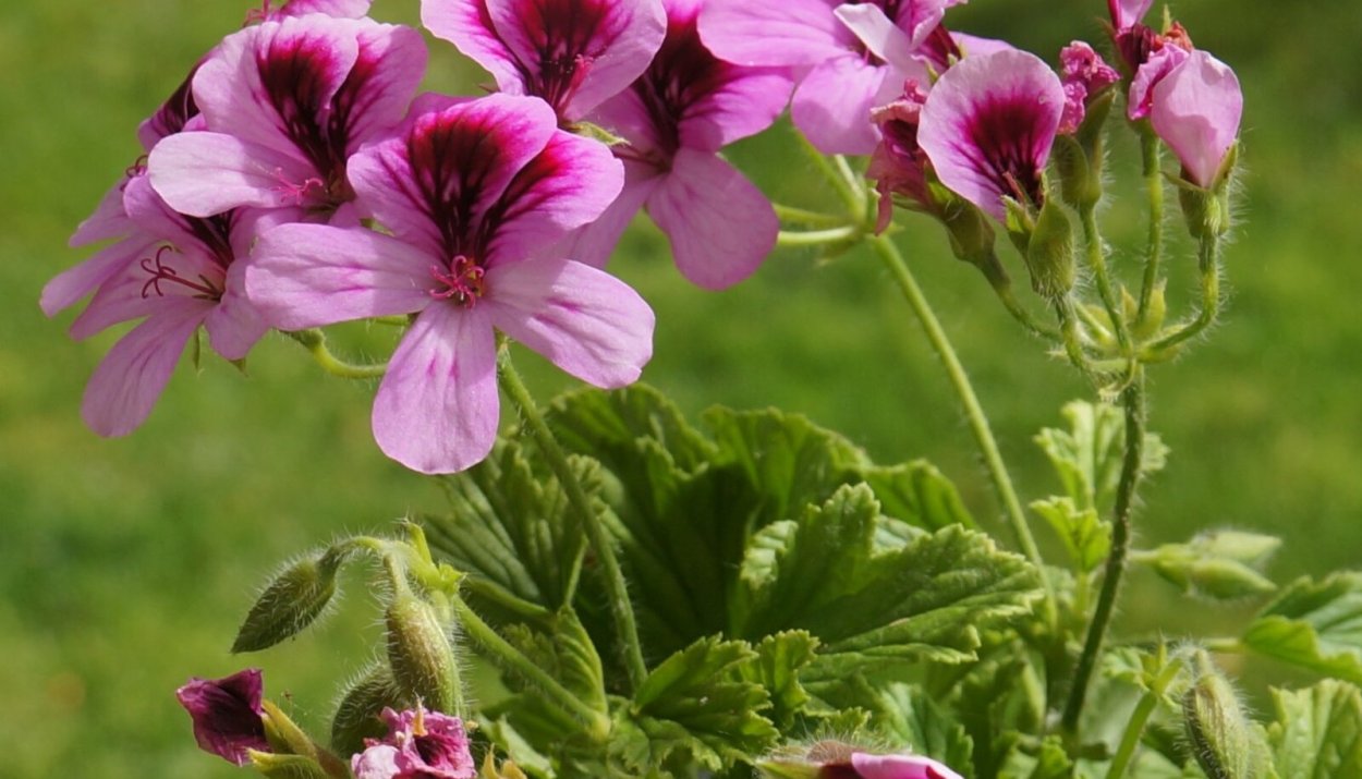 Пеларгония бриллиантин