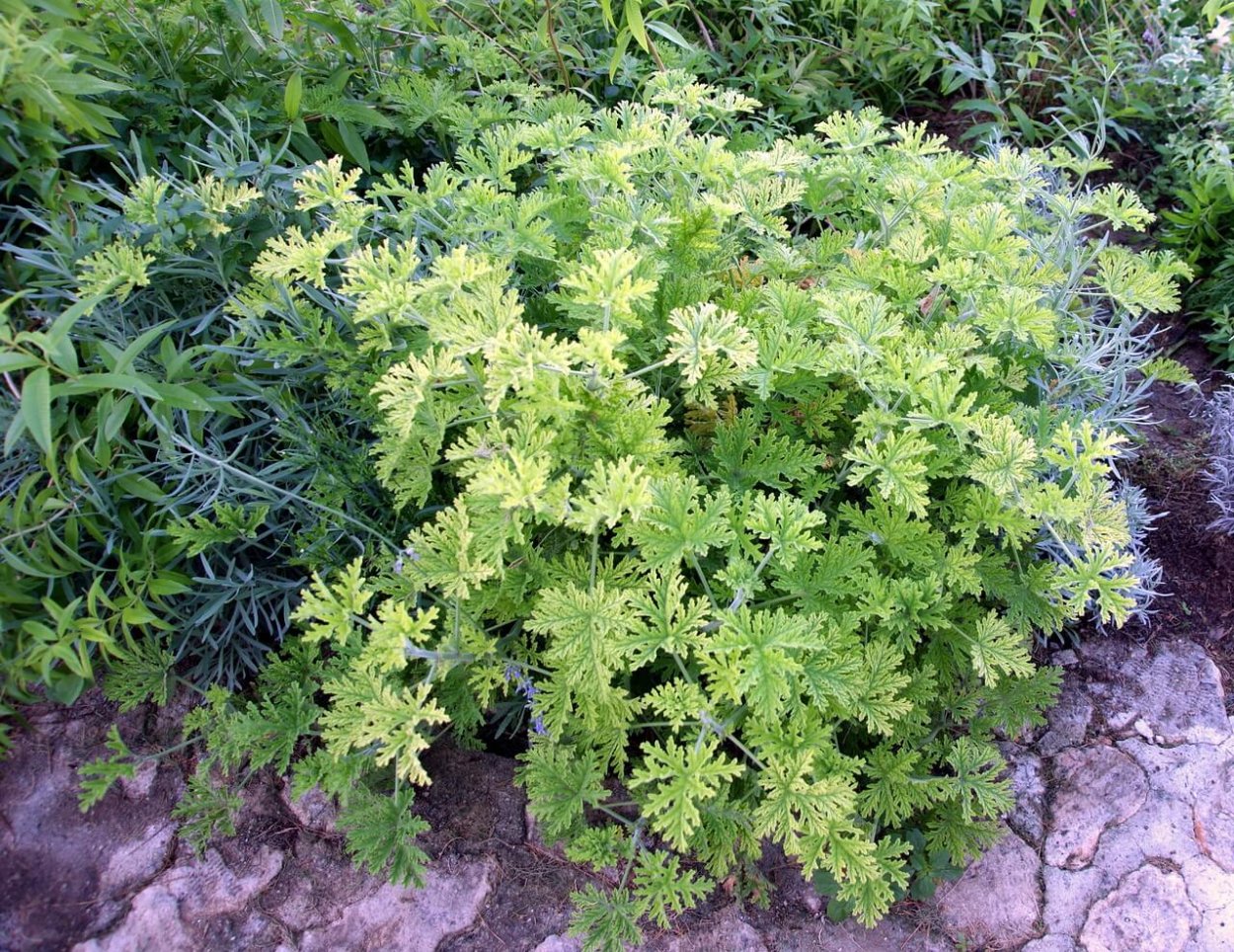 Герань лимонная