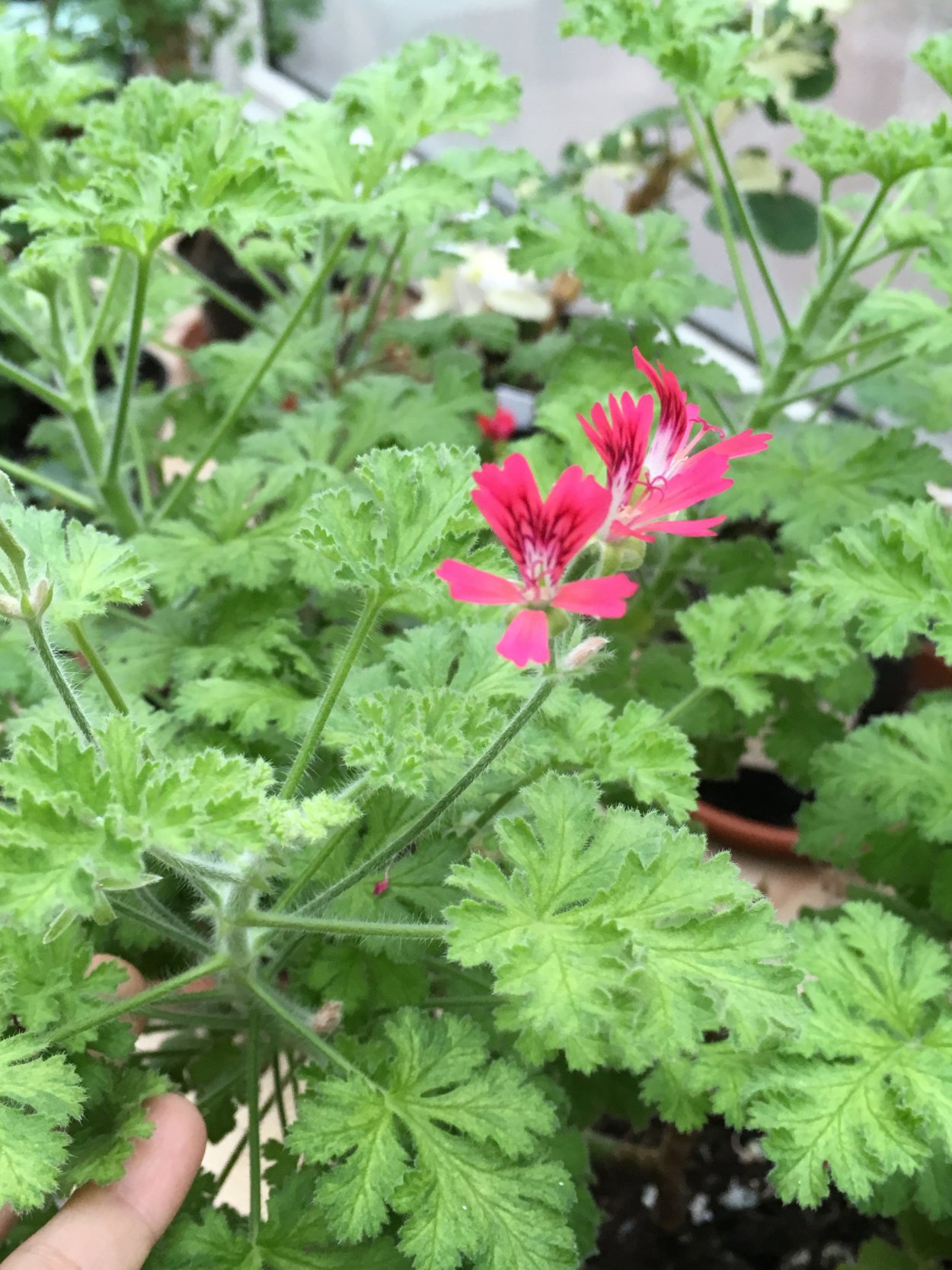 Пеларгония душистая