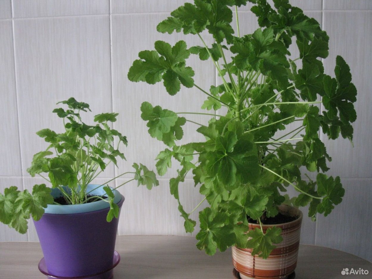 Пеларгония лимонная