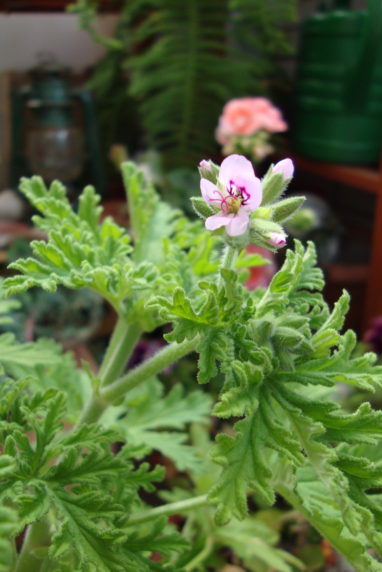 Пеларгония душистая Гравеоленс