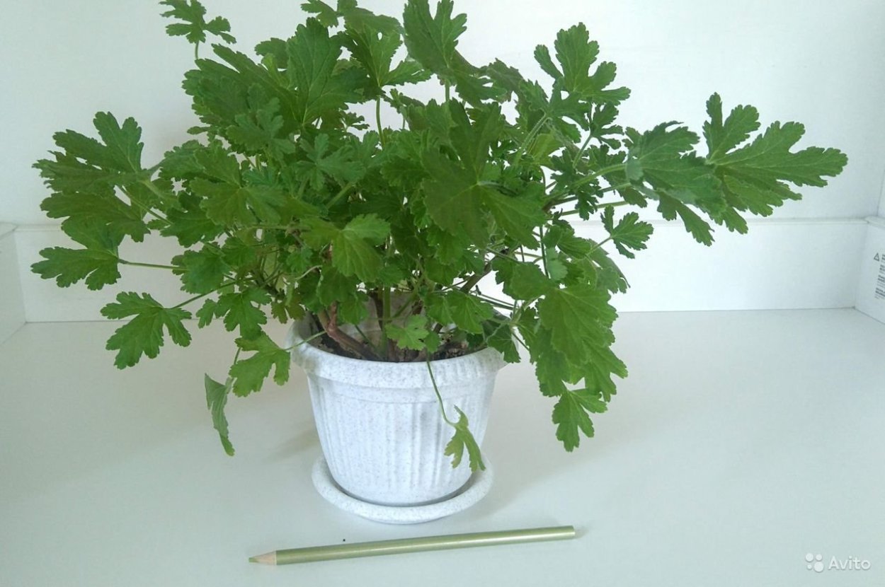Пеларгония Lemon odorata