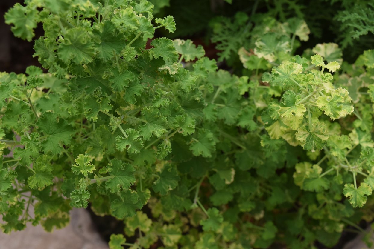 Герань душистая с запахом лимона