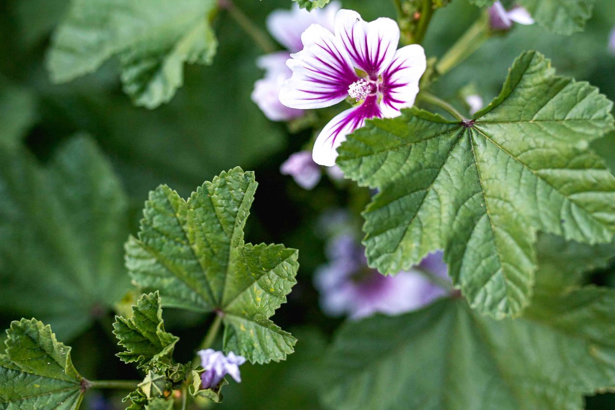 Герань волосистоцветковая