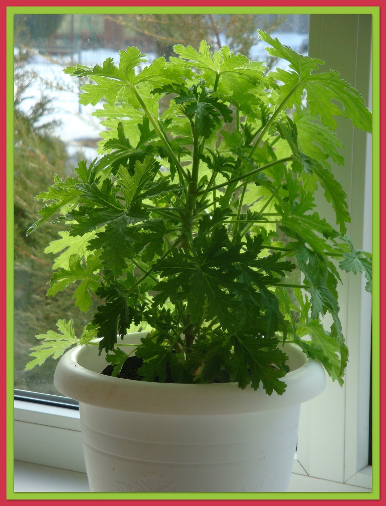 Пеларгония герань душистая