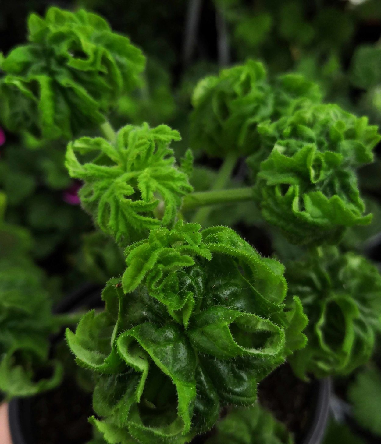 Пеларгония Криспа