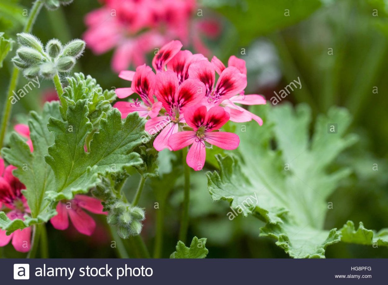 Герань (Pelargonium graveolens)