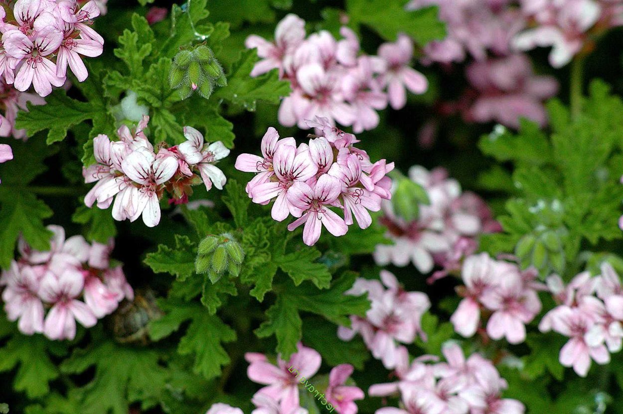 Пеларгония душистая