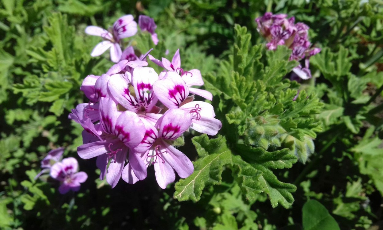 Герань (Pelargonium graveolens)