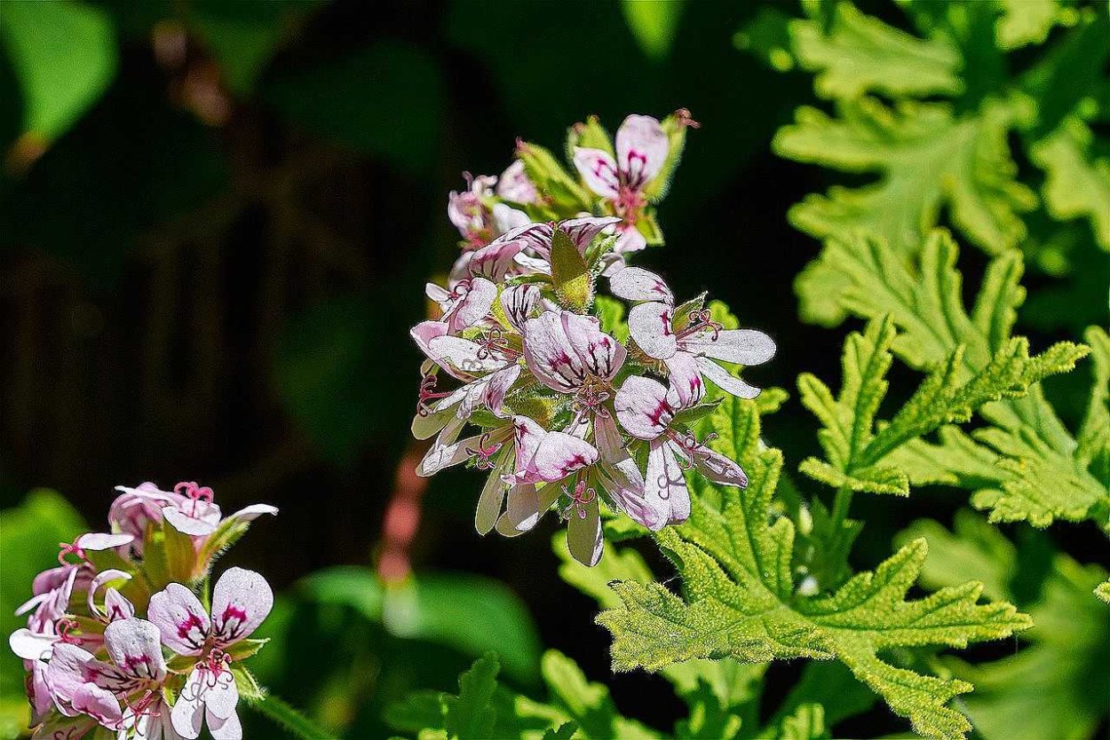 Пеларгония душистая