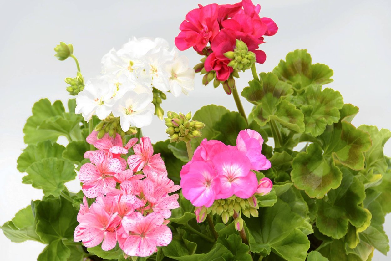 Пеларгония герань