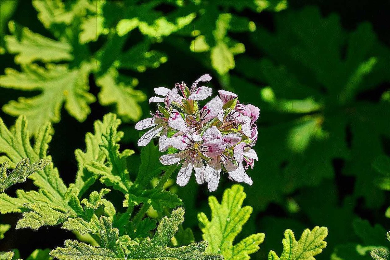 Пеларгония душистая