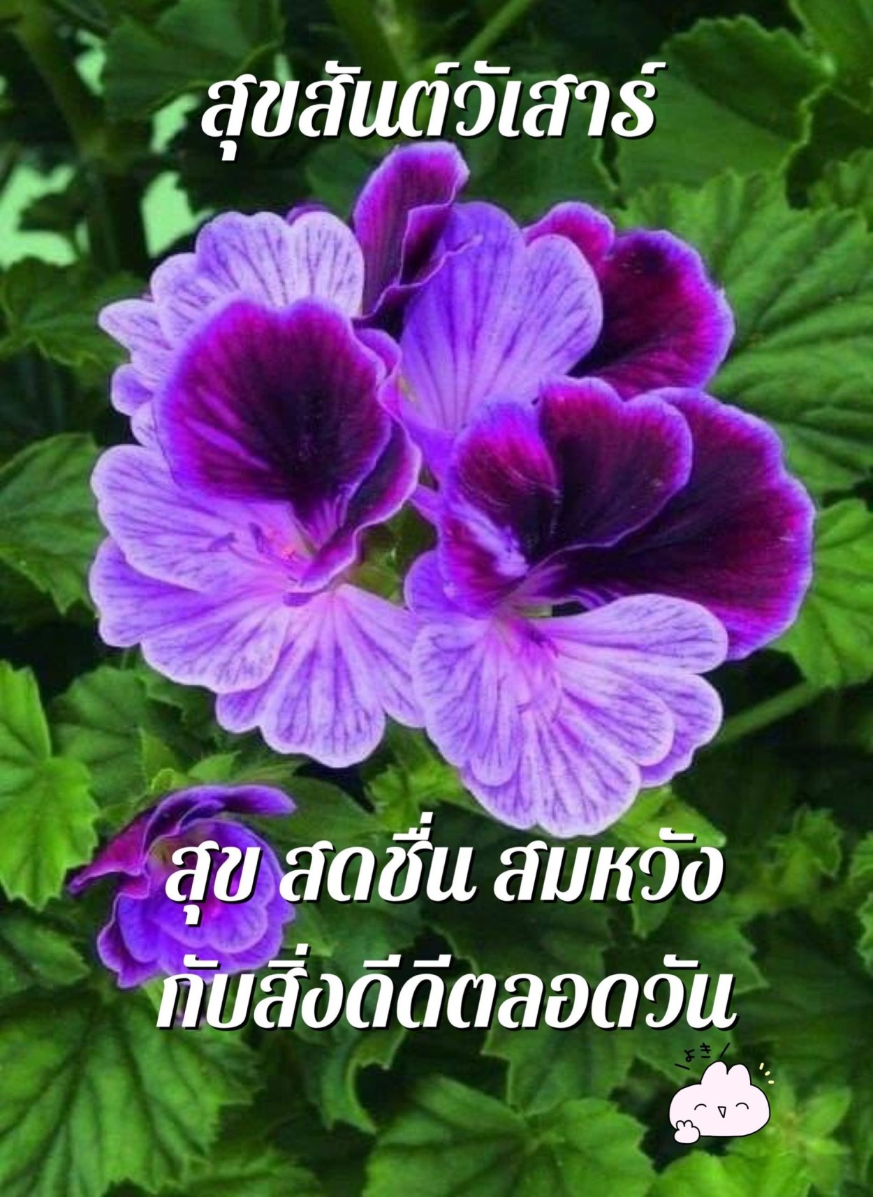 Королевская герань фиолетовая