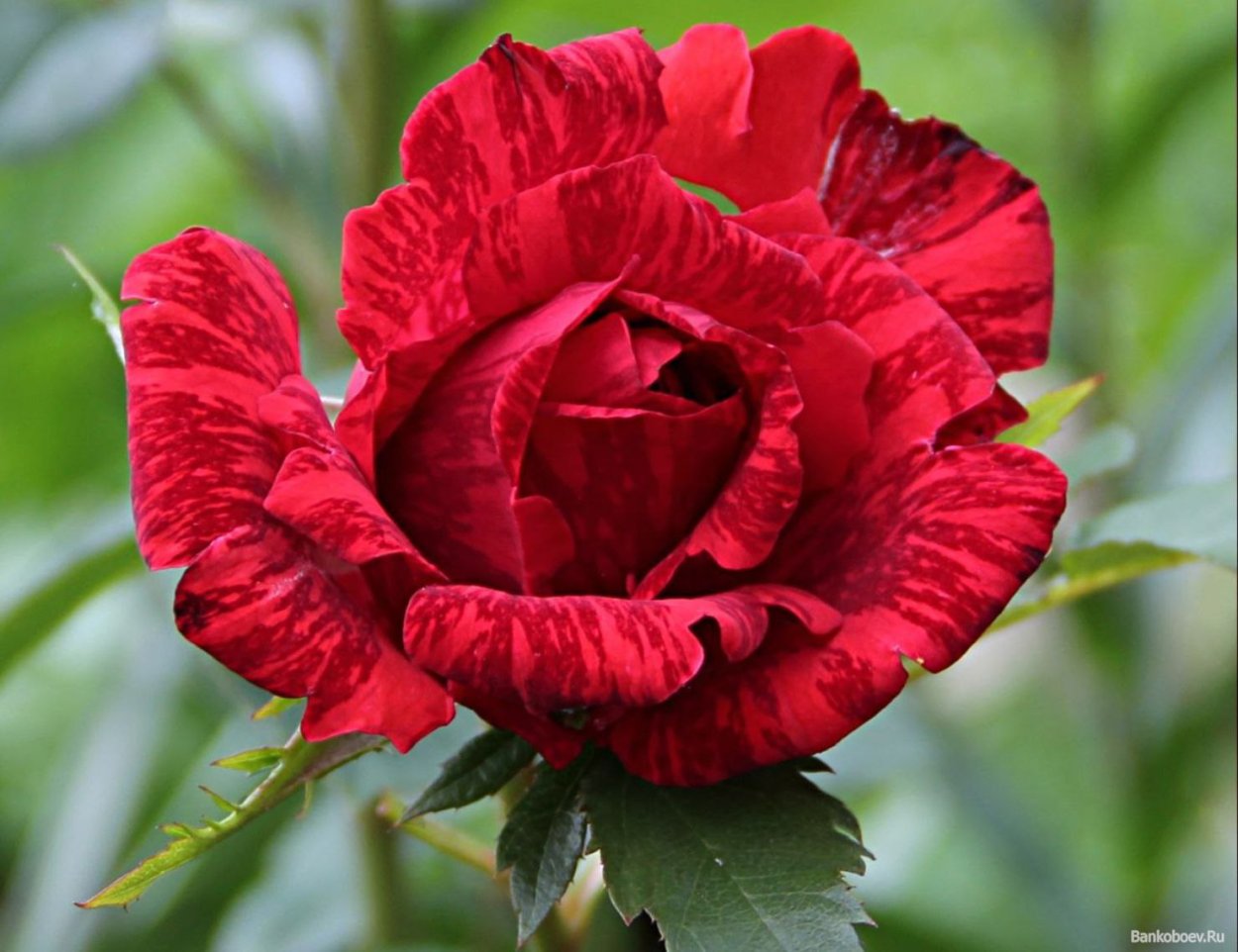 Тигровые розы красные