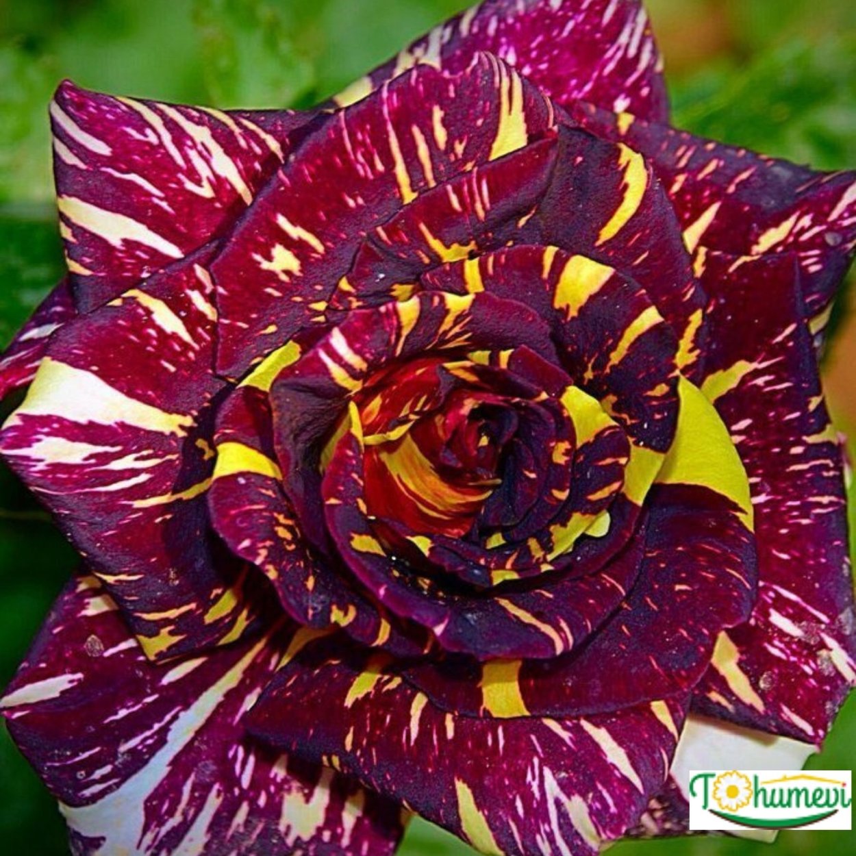 Роза чайно-гибридная пестрая