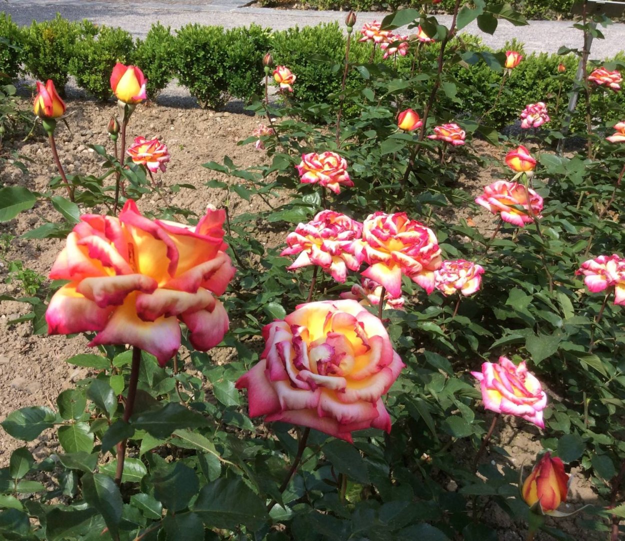 Чайно-гибридная роза пёстрая фантазия