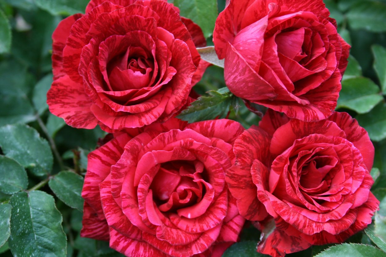 Ред интуишн роза чайно гибридная