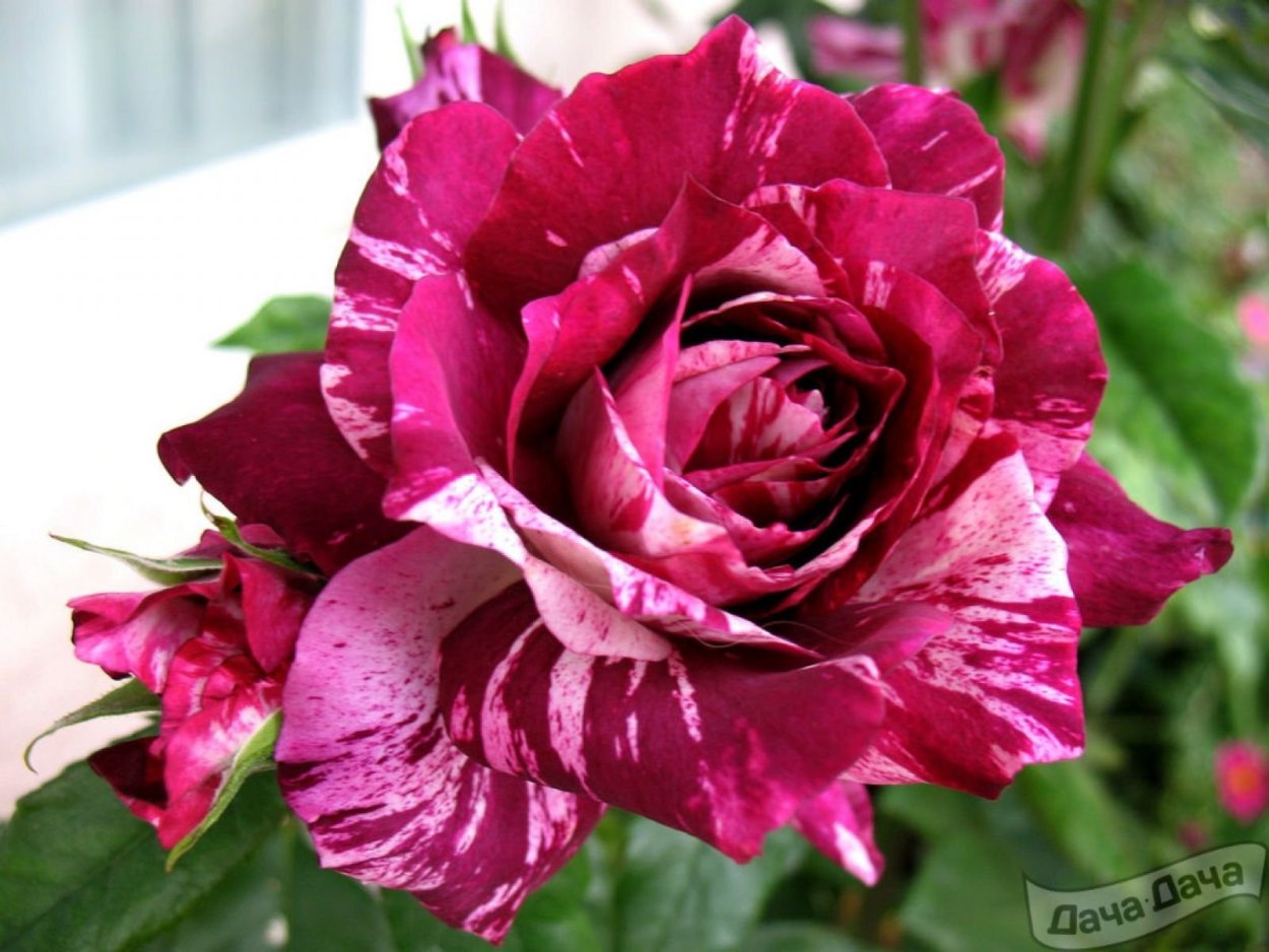 Роза флорибунда перпл Тайгер