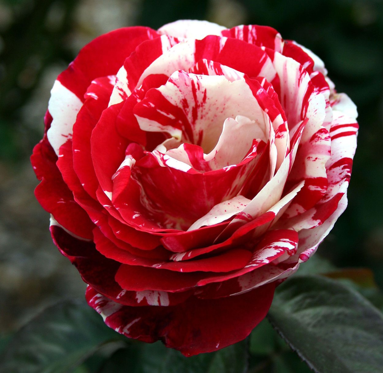 Роза ред Вайт